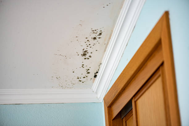 Best Health and Safety Mold Remediation in Lone Tree, CO
